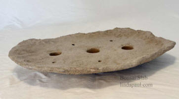 bonsai slab for sale