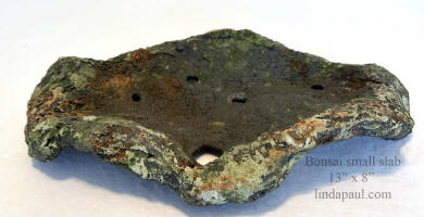 side view lichen bonsai pot