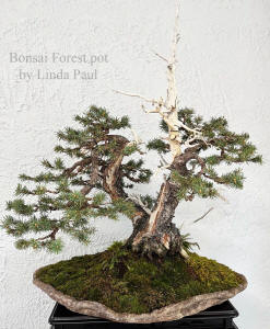 colorado blue spruce bonsai on forest pot