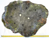 top view lichen bonsai slab