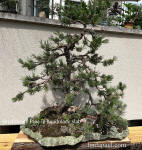 bristlecone pine bonsai